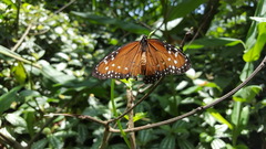 Danaus gilippus gilippus