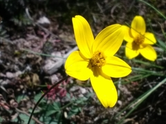 Bidens serrulata
