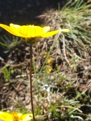 Bidens serrulata