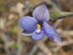 Thelymitra nervosa