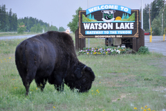 Bison bison athabascae