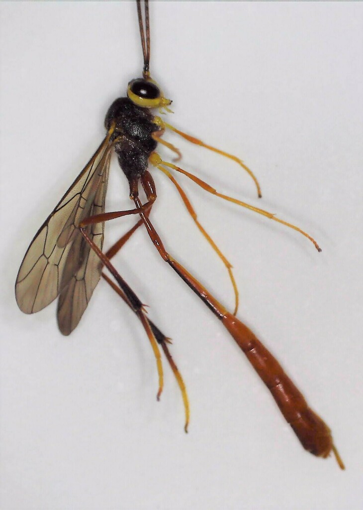 Agrypon coarctatum