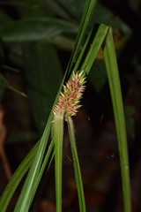 Rhynchospora cephalotes