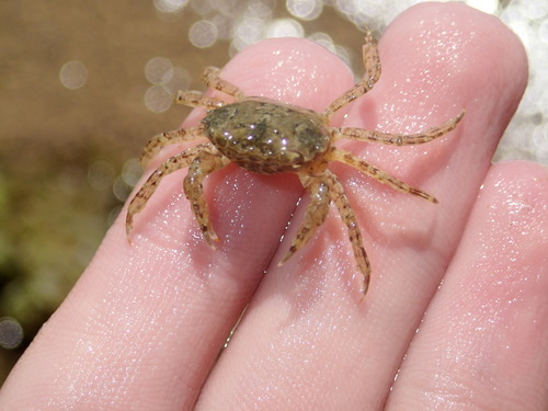 Brachynotus sexdentatus