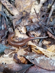 Plethodon websteri