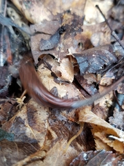 Plethodon websteri
