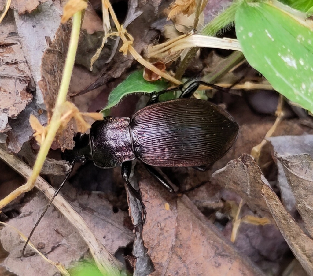 Carabus albrechti