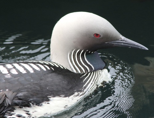 Colimbo del Pacífico (Gavia pacifica)