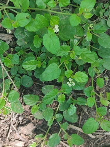 Image of Boerhavia repens by no rights reserved