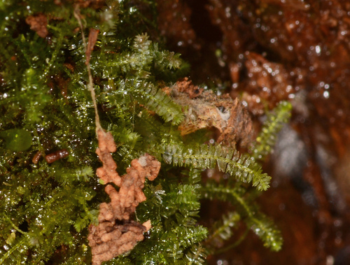 Acromastigum
