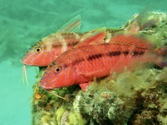 Black-Striped Goatfish photo 4