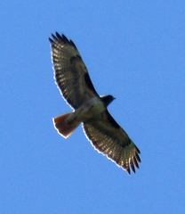 Buteo jamaicensis