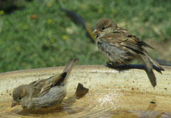 Passer domesticus