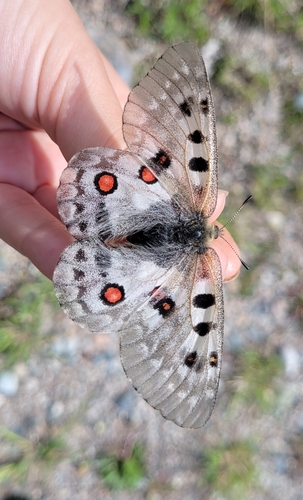 Large Keeled Apollo