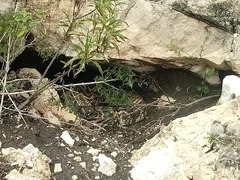 Crotalus molossus oaxacus