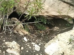 Crotalus molossus oaxacus