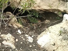 Crotalus molossus oaxacus