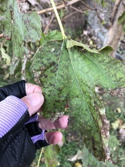 Cercospora moricola