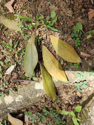 Cynometra malaccensis observed 2023-05-25