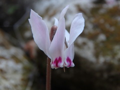 Cyclamen cyprium