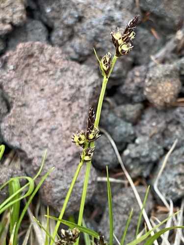 Carex oxyandra iNat (3)