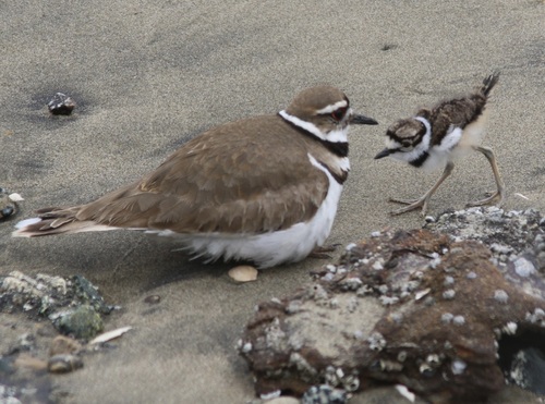 Killdeer photographed in California