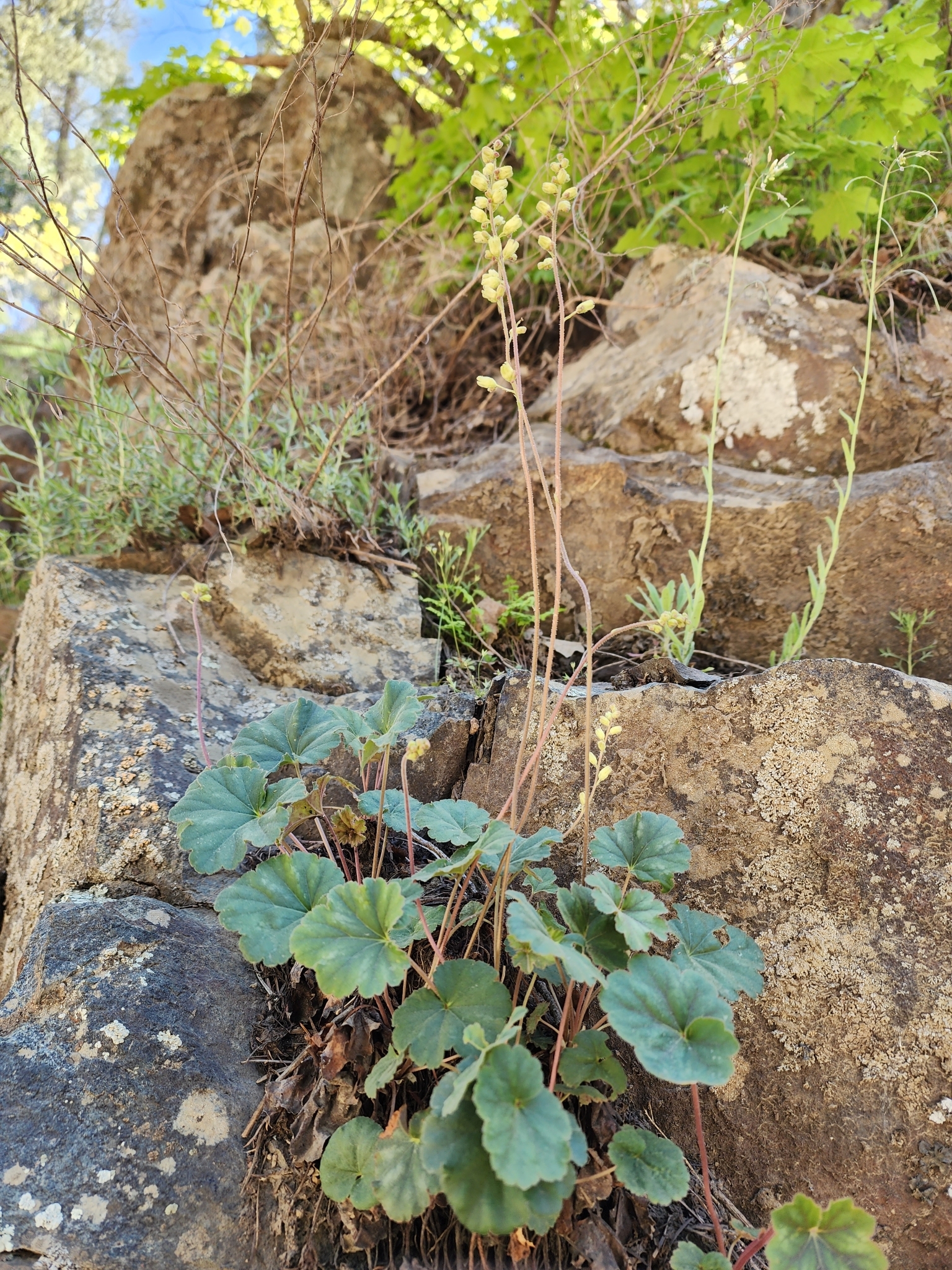 Heuchera eastwoodiae