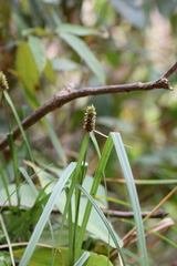 Rhynchospora cephalotes