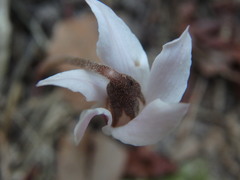 Cyclamen cyprium