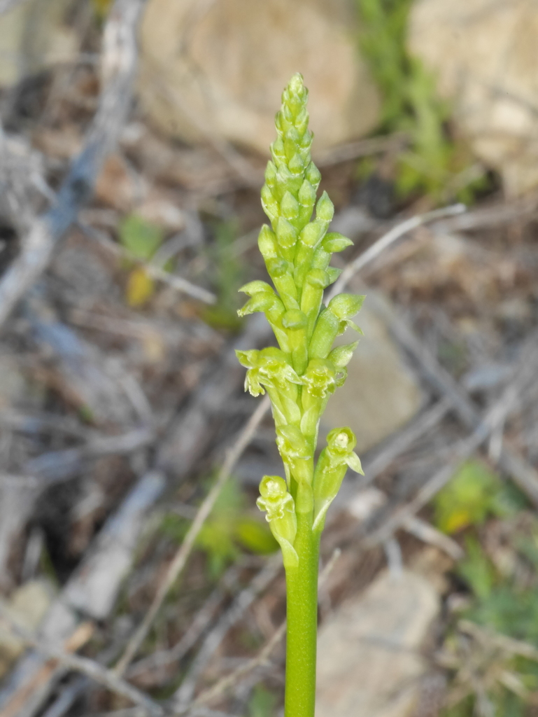common onion-orchid