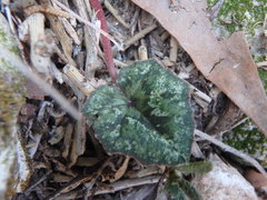 Cyclamen cyprium