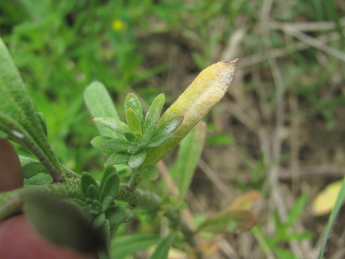 Erysiphe cruciferarum Opiz ex L.Junell