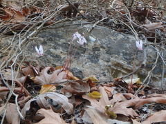 Cyclamen cyprium