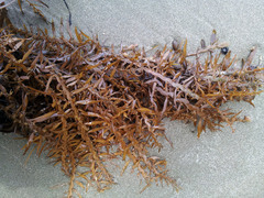 Carpophyllum maschalocarpum