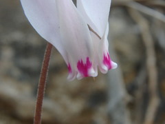 Cyclamen cyprium