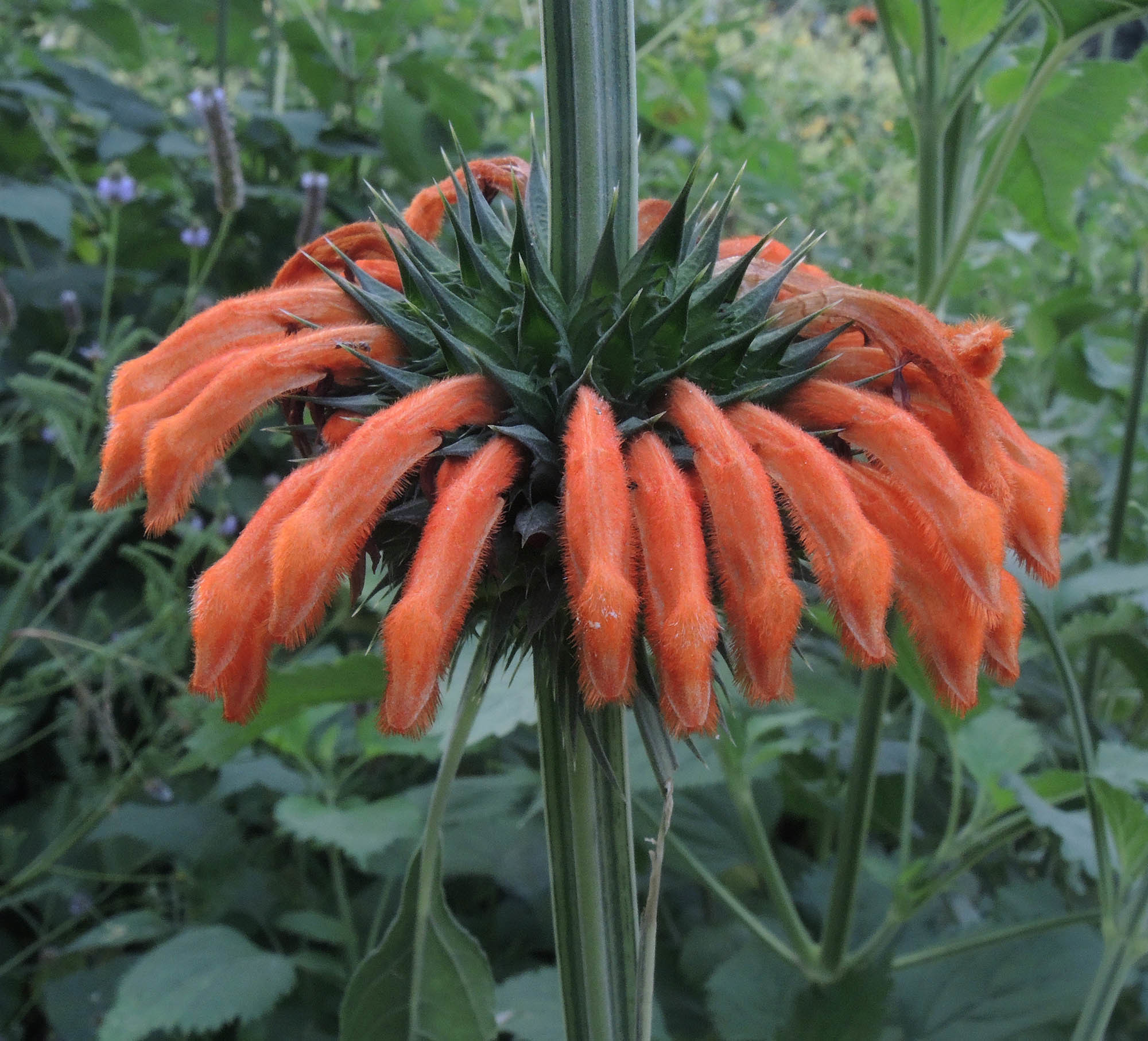 Leonotis