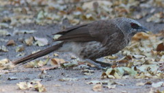 Turdoides hartlaubii