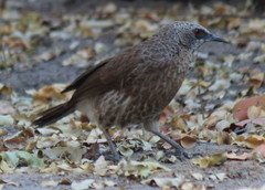 Turdoides hartlaubii