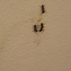 Formicidae