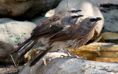 Turdoides hartlaubii