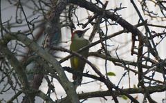 Picus viridis