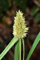 Rhynchospora cephalotes
