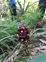 Bdallophytum americanum