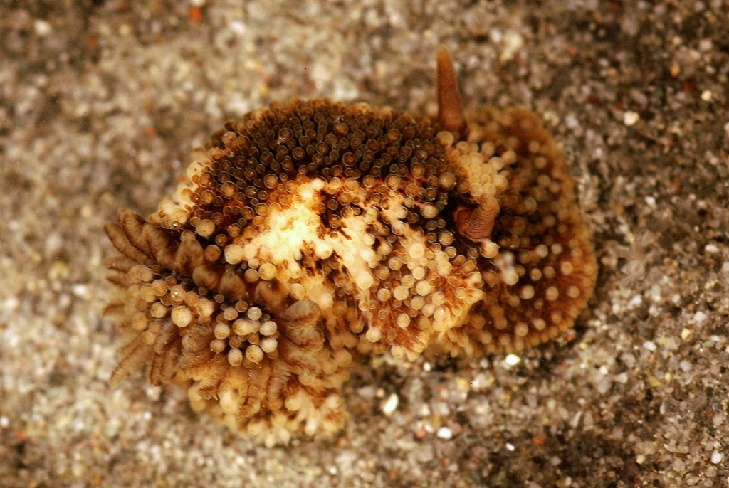 Onchidoris