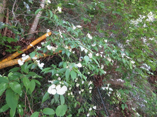 Hydrangea scandens, photograph 5