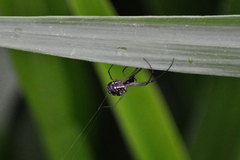Leucauge volupis
