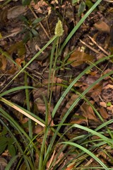 Rhynchospora cephalotes