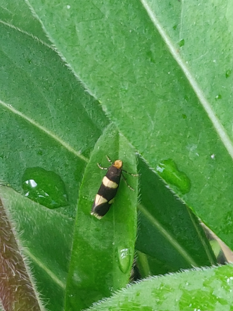 Lampronia capitella