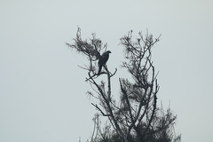 Accipiter virgatus fuscipectus