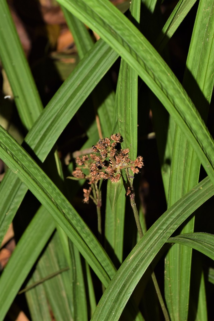 Hypolytrum bullatum